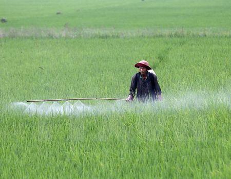 Gần 20 tỷ đồng xây dựng vùng lúa chất lượng cao tại Tây Ninh