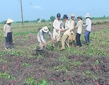 Nông dân thu hoạch khoai lang.
