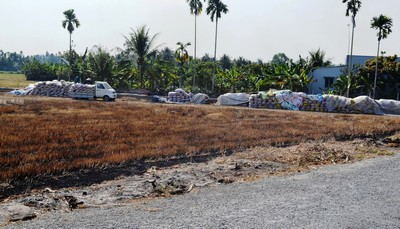 Nông dân xã Song Phú- Tam Bình thu hoạch lúa chất đống chờ thương lái.