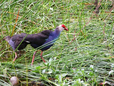 Nhiều giống chim quý có mặt ở rừng U Minh Hạ. Ảnh: NGUYỄN TẤN TRUYỀN (Cà Mau)
