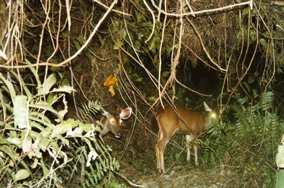 Nai được bảo vệ nghiêm ngặt ở Vườn Quốc gia U Minh Hạ. Ảnh: NGUYỄN TẤN TRUYỀN (Cà Mau)