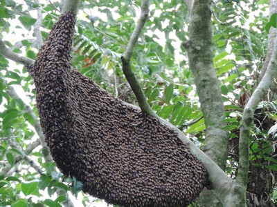 Đặc sản ong mật của rừng U Minh Hạ, có ổ to cho đến chục lít mật ong.Ảnh: TRẢNG- DUY