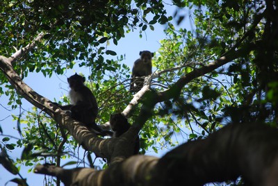 Đi ven bìa rừng ban ngày cũng bắt gặp bầy khỉ kiếm ăn. Ảnh: TRẢNG- DUY
