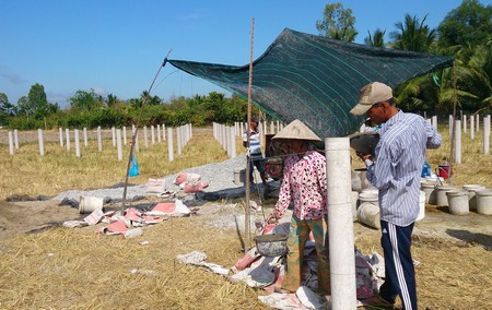 Công nhân đang đổ trụ thanh long trên cánh đồng với khoảng 1.500 trụ ở xã An Phước.