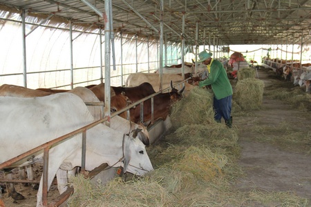 Trang trại bò của chú Sáu Đức được đầu tư khá quy mô.