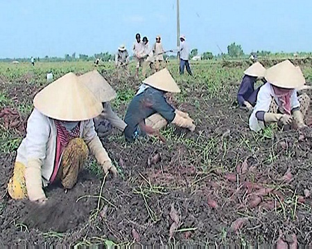 Thu hoạch khoai lang góp phần giải quyết việc làm, tăng thu nhập cho nông dân. Ảnh: HOÀNG MINH (TX Bình Minh)
