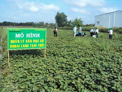 Mô hình quàn lý sâu đục củ khoai lang ở Bình Tân.