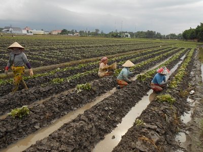 Nông dân cần trồng khoai lang đúng quy trình kỹ thuật để giảm chi phí.