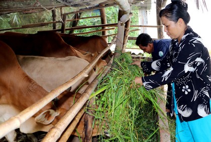 Nhiều hộ Khmer xã Tân Mỹ đã thoát nghèo nhờ trồng cỏ nuôi bò.