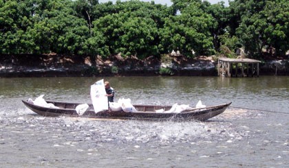 Đối tượng thủy sản nuôi đạt chứng nhận VietGAP nhiều nhất là cá tra. (Ảnh chụp ở xã Tân Phong, huyện Cai Lậy).
