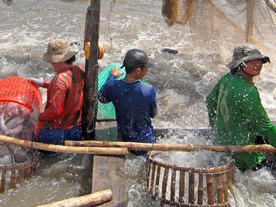 Thu hoạch cá tra tại huyện Hồng Ngự, Đồng Tháp. Ảnh: Hữu Thọ