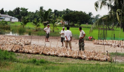 Nuôi vịt chạy đồng là hình thức khá phổ biến ở Vĩnh Long hiện nay. Ảnh: Thảo Ly