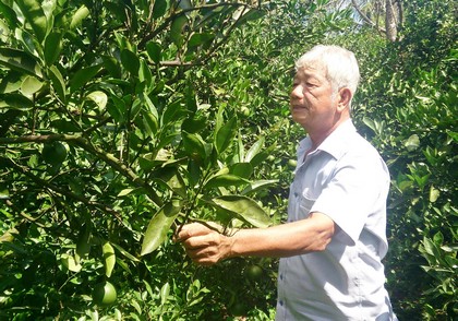 Phong trào góp phần ổn định kinh tế gia đình, xây dựng quê hương. Trong ảnh: Ông Nguyễn Dương Lâm bên vườn cam trăm triệu của mình. 