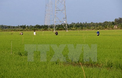 Nông dân Cà Mau đang chăm sóc trà lúa Đông-Xuân. (Ảnh: Kim Há/TTXVN）