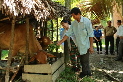 Gia đình anh Nguyễn Thanh Triều chăn nuôi bò thoát nghèo.
