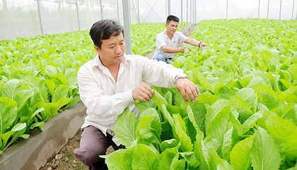Rau chất lượng cao trồng tại Khu Nông nghiệp cao TPHCM (Ảnh: CAO THĂNG)