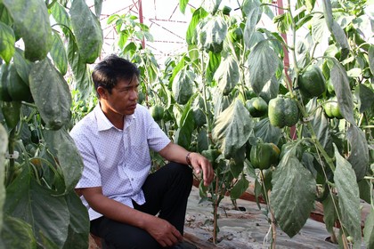 Nông nghiệp công nghệ cao là mục tiêu ngành nông nghiệp Vĩnh Long hướng tới.