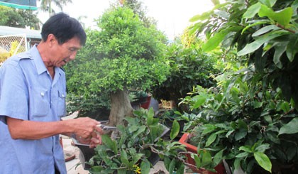 Nghệ nhân Lê Hoàng Nam, chủ vườn mai ghép Ba Nam chăm sóc vườn mai, chuẩn bị phục vụ Tết Nguyên đán Bính Thân 2016.