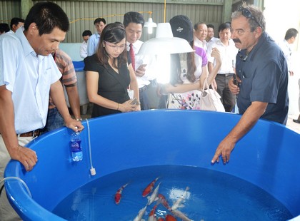 Chuyên gia Israel tham quan mô hình nuôi cá chép Koi tại Trại Giống thủy sản Vĩnh Long.