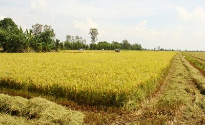Nông nghiệp Vĩnh Long không ngừng phát triển với những cánh đồng lớn, sản xuất theo tiêu chuẩn đáp ứng nhu cầu thị trường.