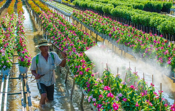 Chú Tư đang phun thuốc tăng trưởng và diệt sâu hại trên vườn hoa dừa và hoa hồng của mình tại xã Tân Khánh Đông.