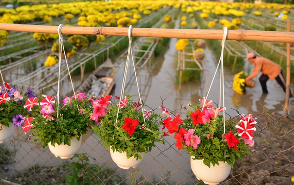 Ngoài giàn hoa nở đúng tết, còn có những chậu hoa nở sớm để cung cấp cho khách hàng trang trí theo yêu cầu.