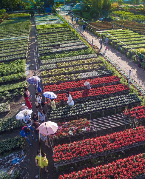 Năm nào cũng vậy, từ đầu tháng Chạp, du khách các tỉnh và TP Hồ Chí Minh rủ nhau về thưởng lãm hoa và chụp ảnh tại các nhà vườn. Nhà vườn thân thiện lắm, cười hiền “cứ chụp thoải mái”.