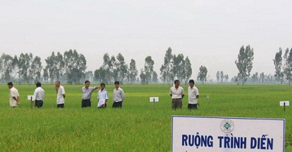 Lộc Trời là DN đầu tiên cùng nông dân sản xuất lúa gạo theo tiêu chuẩn quốc tế SRP