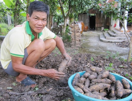 Tận dụng đất trống trồng khoai từ giúp ông Bảy có thêm tiền chợ.