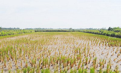 Diện tích lúa trên đất nuôi tôm của người dân huyện Thới Bình, tỉnh Cà Màu chết do nhiễm mặn