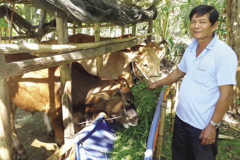 Nhờ được hỗ trợ “nhà 167”, ông Nguyễn Văn Tiến (ấp Vĩnh Thành, xã Vĩnh Xuân- Trà Ôn) mới có điều kiện để phát triển chăn nuôi đến nay.