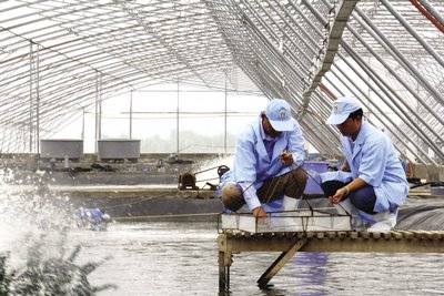 Bên trong khu trang trại nuôi tôm siêu thâm canh trong nhà kính của Công ty CP Việt Úc Bạc Liêu.