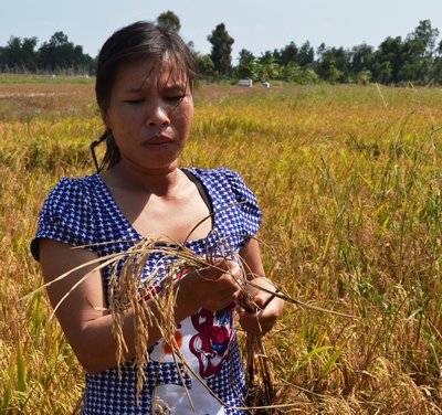 Mặn xâm nhập bất thường ở Hậu Giang khiến lúa bị “xèo”, giảm năng suất, nông dân lo lắng.