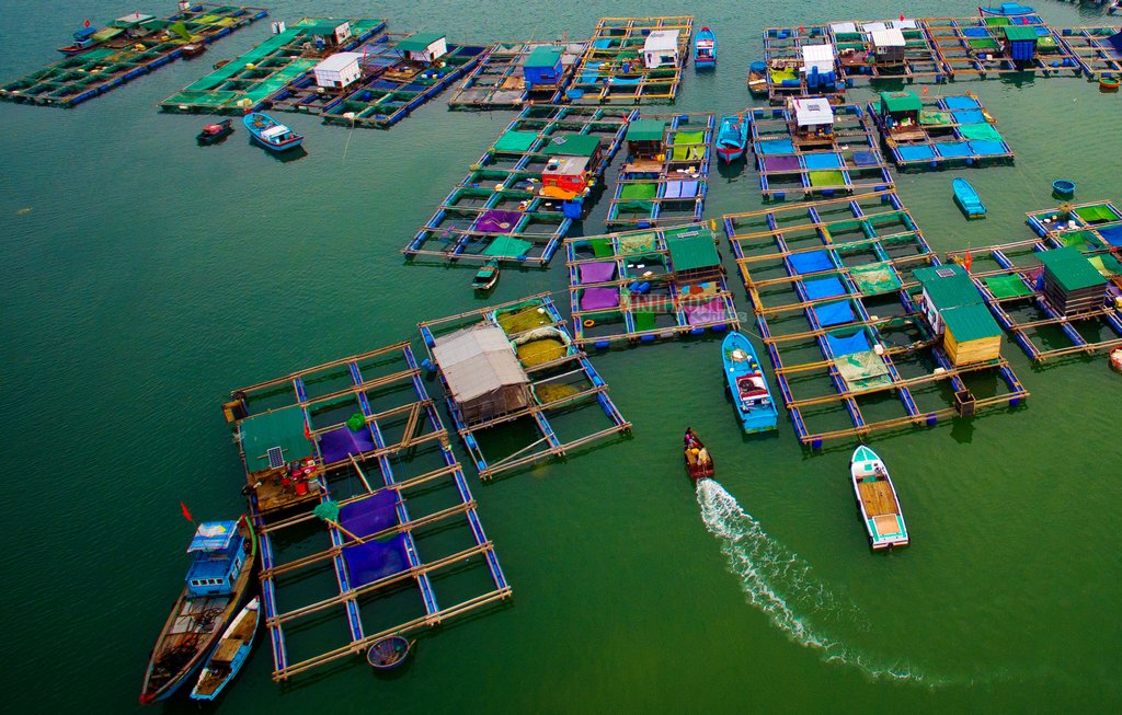 Đánh bắt và nuôi thủy sản phát triển mạnh tại Lý Sơn.