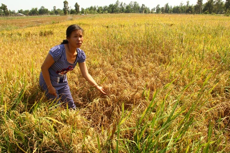 .Mặn xâm nhập khiến nhiều đốm lúa héo khô ở Vĩnh Viễn (Long Mỹ, Hậu Giang).