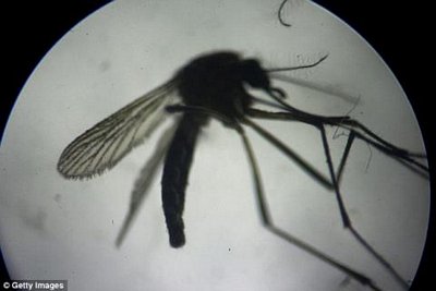 Triệt sản muỗi Aedes- thủ phạm lan truyền vi rút Zika bằng cách chiếu tia gama (tia γ).