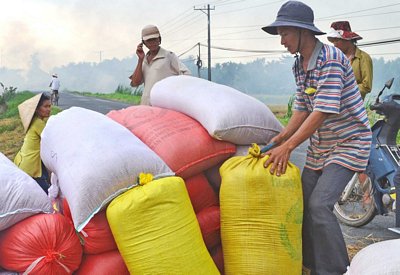 Doanh nghiệp và nông dân cần liên kết trong sản xuất để hạn chế bán lúa thông qua “cò” lúa.