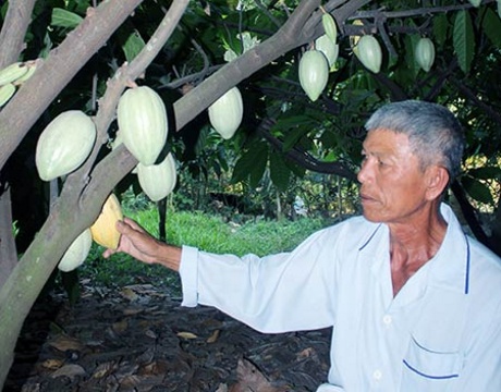 Hiện nay, còn rất ít hộ như ông Mai Văn Dữ vẫn giữ lại diện tích trồng ca cao.