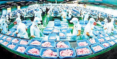  Việt Nam có 23 cơ sở chế biến cá tra đủ điều kiện vào thị trường Mỹ.  (Trong ảnh: Chế biến cá tra xuất khẩu tại tỉnh An Giang). Ảnh T. Kiên