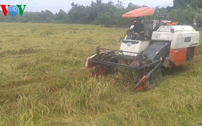  Nhờ các giải pháp chống hạn mặn hiệu quả nên lúa ở Tiền Giang được mùa, trúng giá