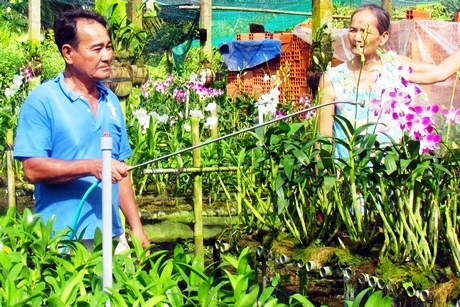 Mô hình trồng lan cắt cành ở Phường 9 (TP Vĩnh Long).
