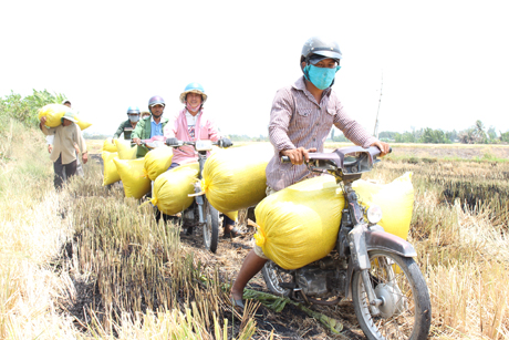 Trung bình mỗi ngày, 1 người chở lúa thuê tại xã Thành Công (huyện Gò Công Tây) thu nhập khoảng 300.000 đồng.