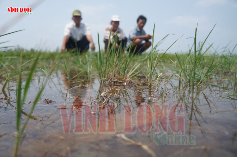 “Không biết nước bị nhiễm mặn” nên cả cánh đồng này sạ được 45 ngày nhưng lúa từ từ chết hết, chỉ còn có cỏ…