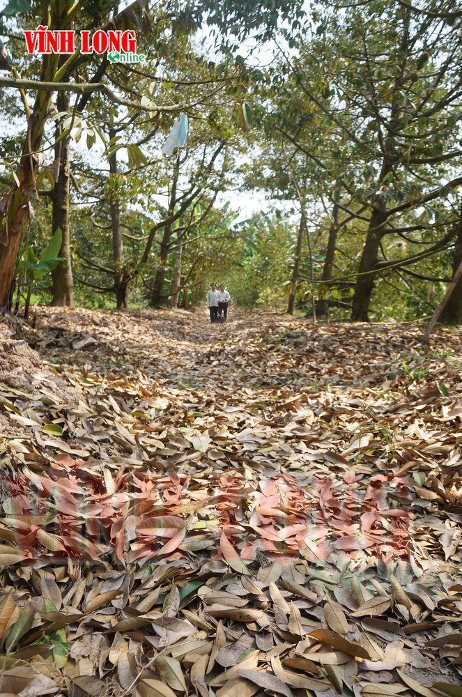 Vườn sầu riêng của chú Nguyễn Văn Châu (xã Thanh Bình) đang cho trái nhưng gặp mặn cũng trở nên  xơ xác, lá rụng đầy.
