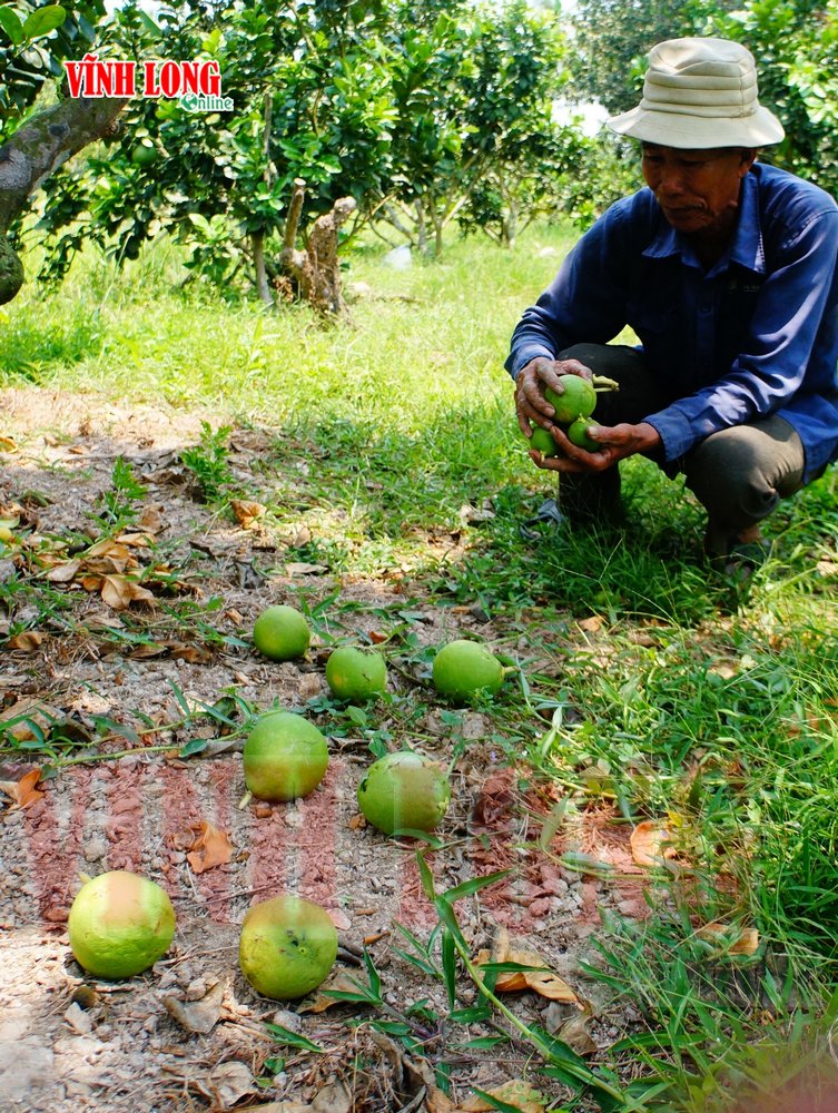 Chú Nguyễn Văn Chà (Thanh Bình) “bấm bụng” lãi bỏ hoa, trái để cứu vườn bưởi da xanh