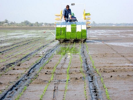 Sử dụng máy cấy mạ, một trong những giải pháp giúp nông dân giảm đáng kể lượng lúa giống gieo sạ