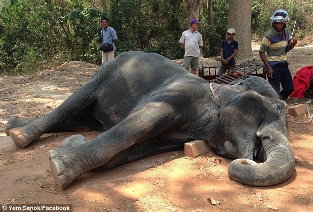 Con voi nằm vật bên đường. (Nguồn: Daily Mail)