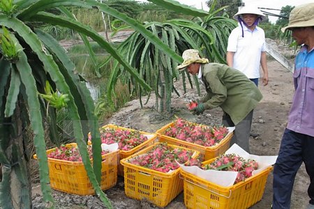 Thu hoạch thanh long tại trang trại của Công ty Cát Tường ở xã Thạnh Tân, huyện Tân Phước. (Ảnh: Minh Trí/TTXVN)