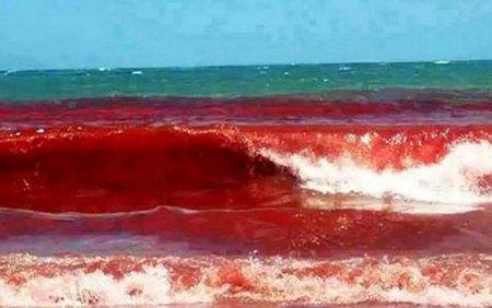 Thủy triều đỏ ở Brazil. (ảnh: Strange Sound)