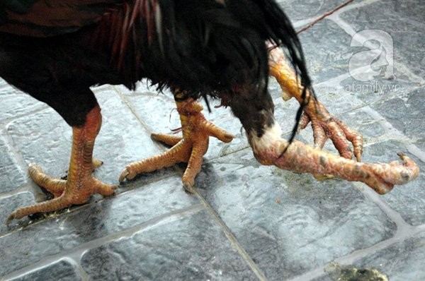 Cận cảnh đôi chân thừa của chú gà.